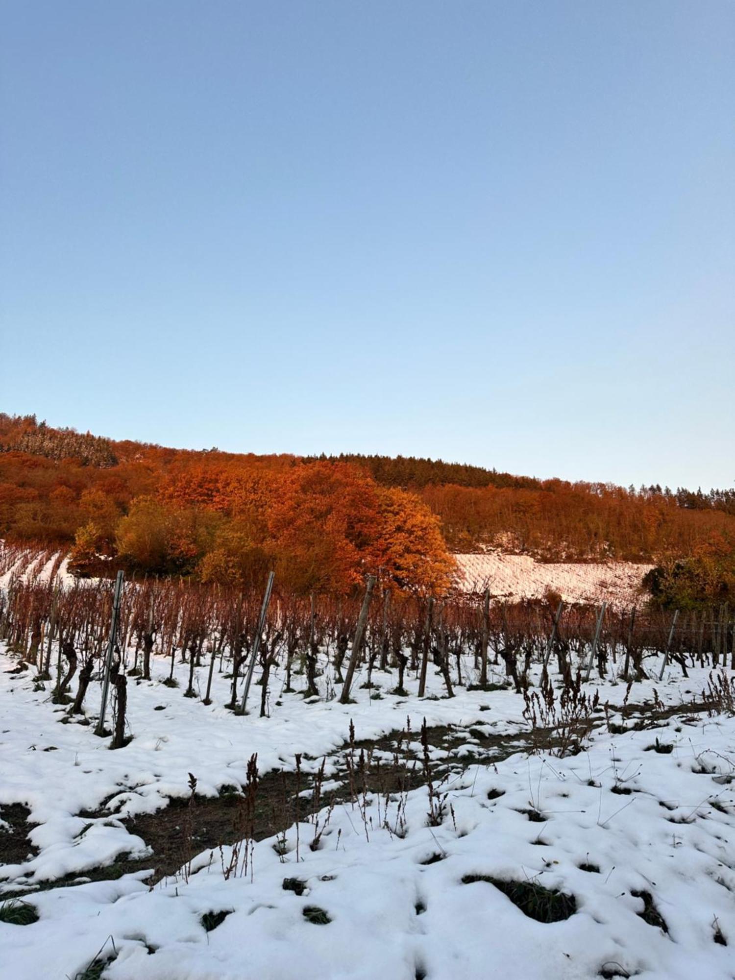 Auberge Le Meisenberg Châtenois Dış mekan fotoğraf